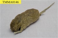 藏品(小黃腹鼠)的圖片